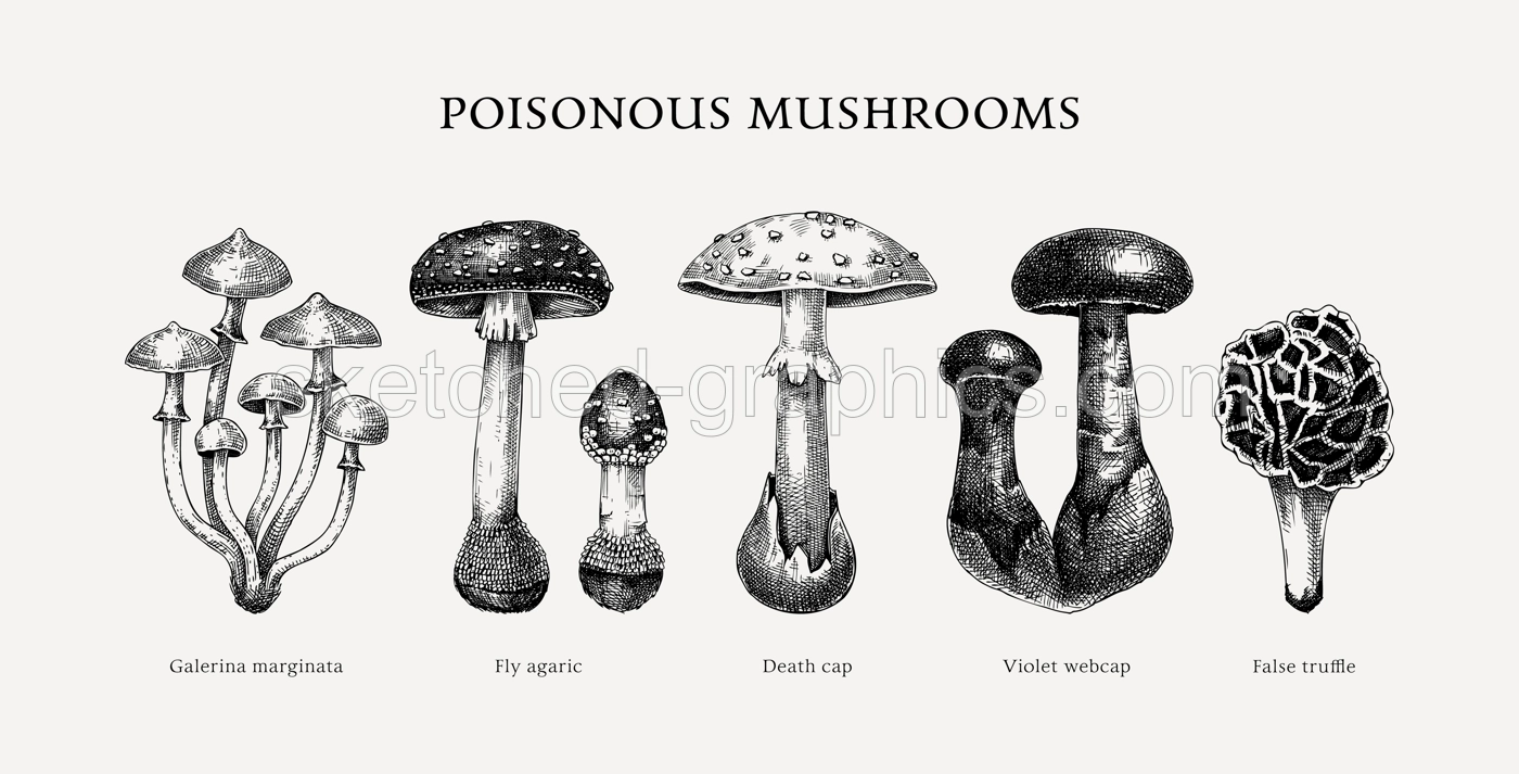 Poisonous mushrooms sketches set. Hand-drawn deadly fungus illustrations collection isolated on white. Poisonous forest plants design element Illustration